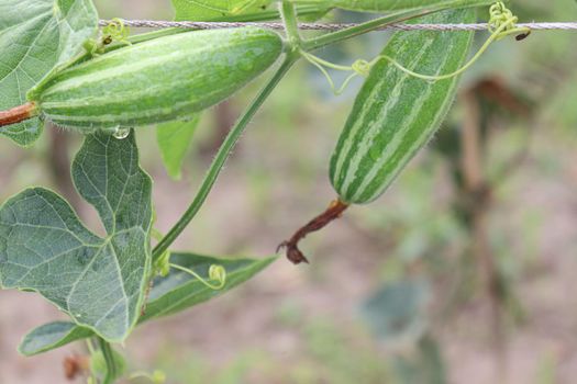 green colored pointed gourd on tree in farm for harvest