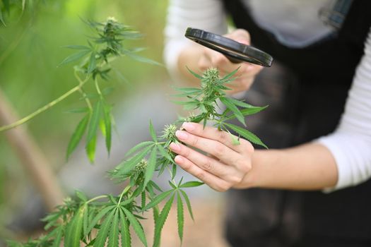 Farmer checking plants growth, observing hemp plants with magnifying glass. Herbal alternative medicine, cbd oil, pharmaceutical industry concept.