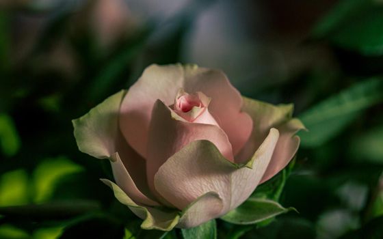 Light pink rose flower, green leafs flowering