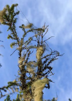 Forest fluffy hair on tree, blue sky