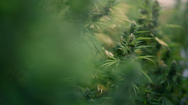 Cannabis growing in organic farm. Herbal alternative medicine, cbd oil, pharmaceutical industry concept.