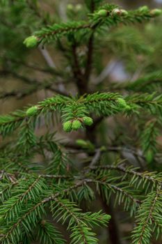 Green soft tree young plant detailed view in forest, spruce baby