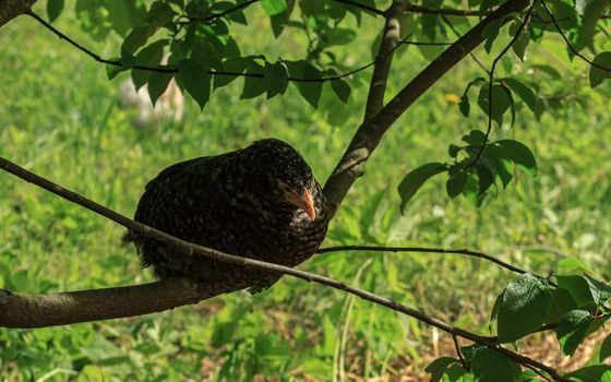 Wild farm chicken variegated black bird sitting on tree