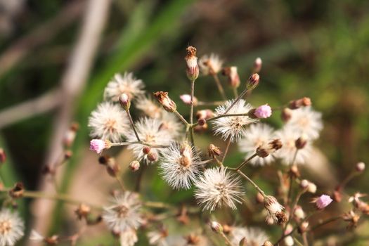 white colored beautiful flower with green leaf on garden