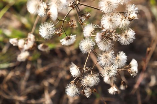 white colored beautiful flower with green leaf on garden