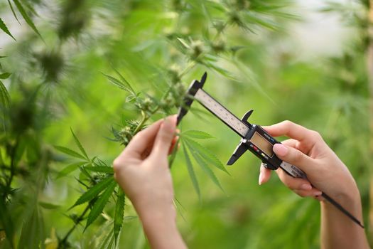 Professional researcher holding vernier caliper examining cannabis plants in greenhouses. Agriculture and herbal medicine concept
