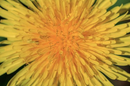 Yellow dandelion full framed photo, spring flower macro close up