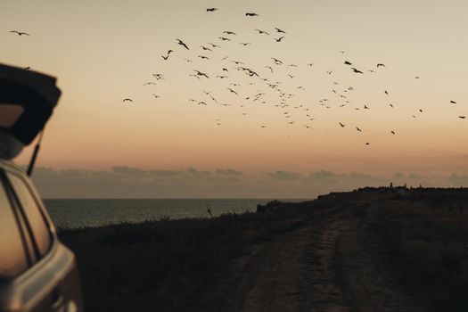 Flock of Seagulls Flying Over Horizon of the Sea, Car with Opened Trunk Parked Along Seaside