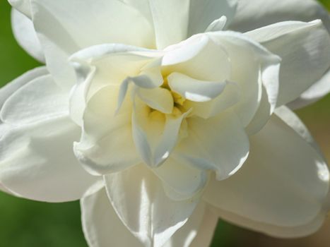 White color spring flower 
daffodil plant close up full framed photo