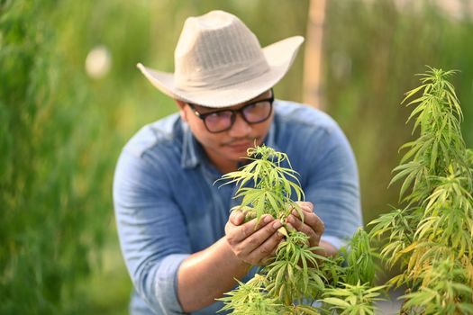 Portrait of farmer standing in hemp or cannabis field. Concept of cannabis plantation for medical.
