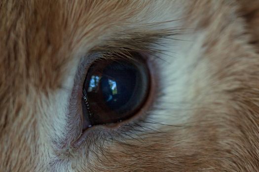 Brown fluffy farm rabbit eye and lashes close up