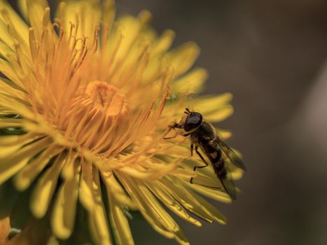 Black and yellow wasp in yellow dandelion eating flower pollen