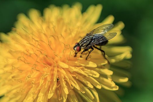 Fly looking for pullen into yellow dandelion