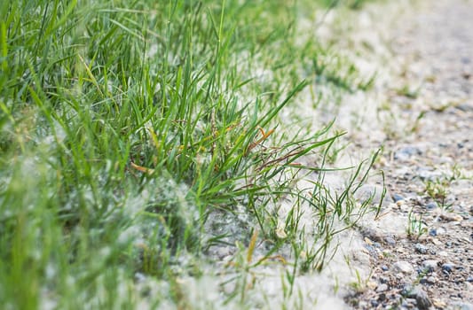 Pooh of poplar covered the ground, plants and grass in summer like white snow.