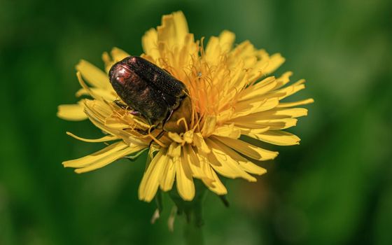 Brown bug cockchafer meal time, looking for pollen in yellow dandelion