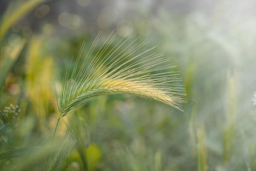 Fresh green wheat field at sunset. Growing up