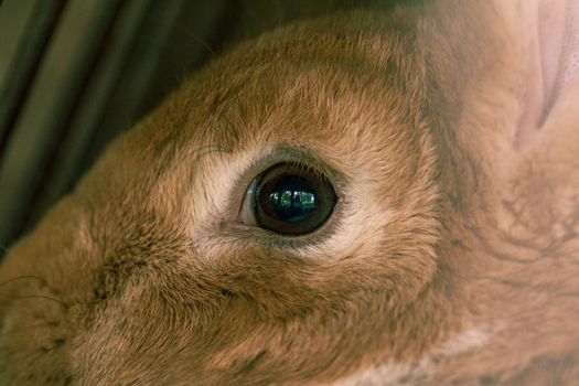 Fluffy farm animal rabbit eyes, adult mummy in cage