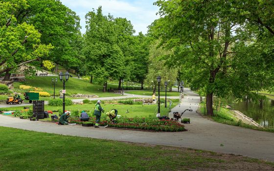 Riga, Latvia: June 1, 2020: city center park gardening, womens planting flowers, birds flying, green grass cutting