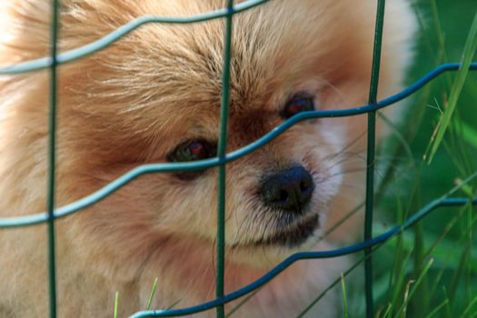 Fluffy orange wool small cute dog behind the fence