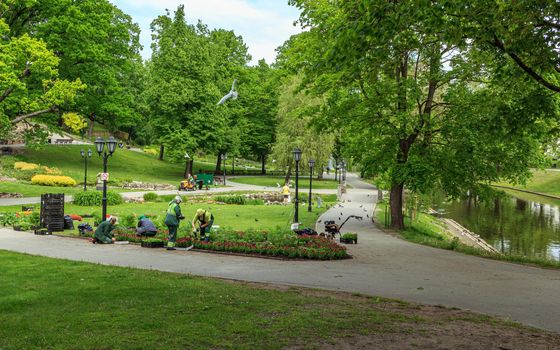 Riga, Latvia: June 1, 2020: city center park gardening, womens planting flowers, birds flying, green grass cutting
