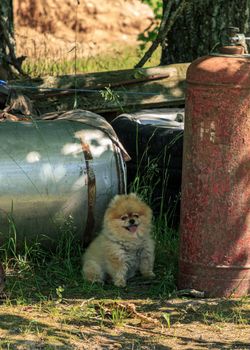 Fluffy orange wool small cute dog near red gass ballon