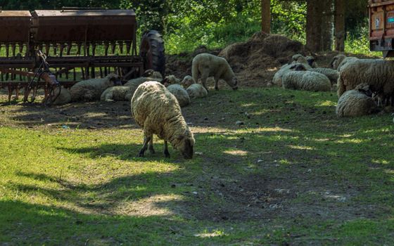 Black head flock of sheeps eating green grass and sleeping, furry farm animal wool