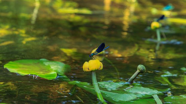 Blue dragonflys sitting on yellow water lilie, river flower plants and water bugs