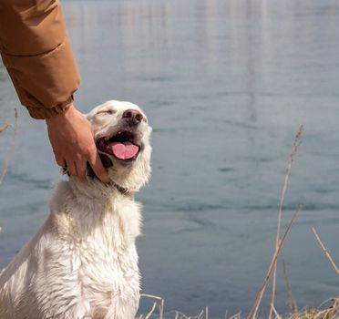 A man's hand is stroking a dog. Love for pets and friendship concept. Close up dog portrait.