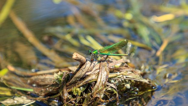 Green dragonfly sitting on washed river water tree