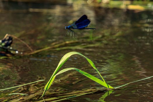 Beautiful water blue insect dragonfly flying on green river grass, out of focuss