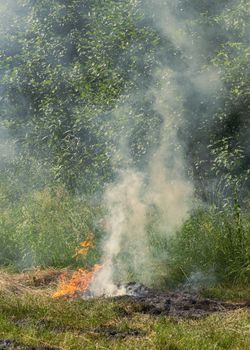 Fire on old green grass, burning the cost, dangerous for nature