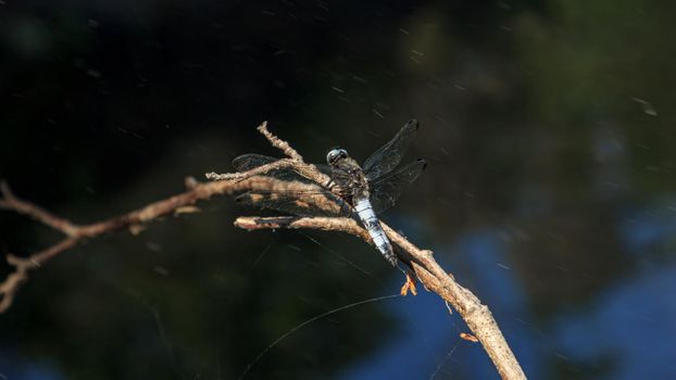 Light blue large dragonfly with open transparent color wings on tree near river