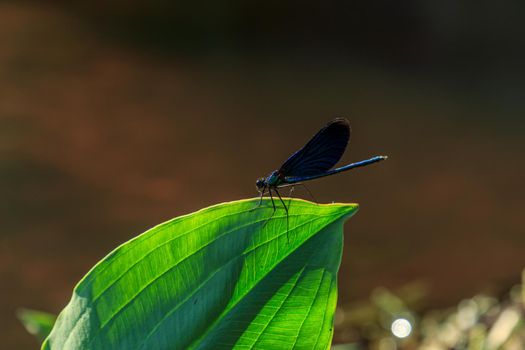 Blue dragonfly sitting on green river leaf