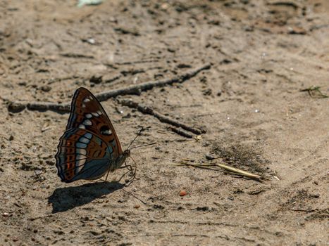 Brown and orange
variegated color butterfly in sand, with shadow