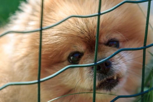 Fluffy orange wool small cute dog behind the fence