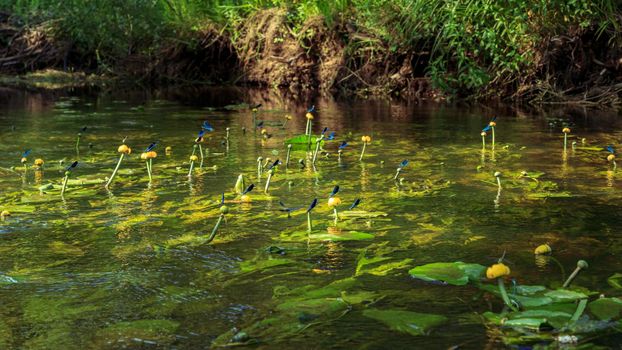 Many blue dragonflys sitting on yellow water lilies, river flower plants and water bugs