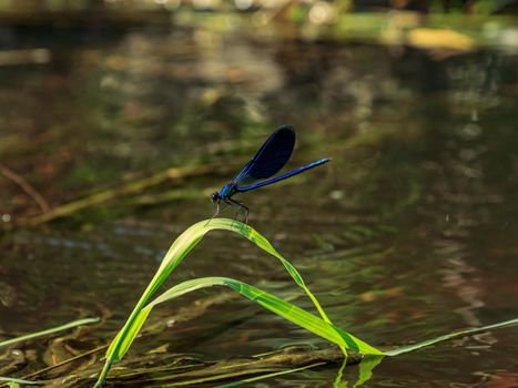 Beautiful water blue insect dragonfly on green river grass