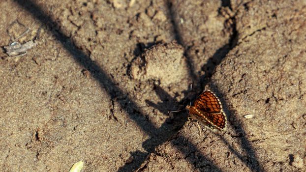Brown and orange
variegated color butterfly in sand, with open wings and shadow