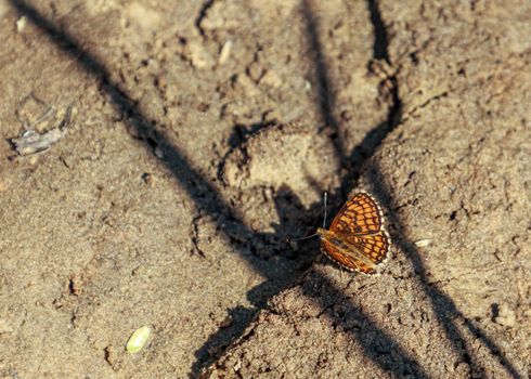 Brown and orange
variegated color butterfly in sand, with open wings and shadow