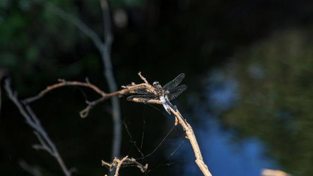 Light blue large dragonfly with open transparent color wings on tree near river