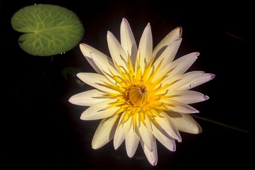 Waterlilly (Nymphea nouchali), Okavango Delta, Botswana, Africa