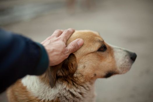 The man is stroking the dog's head. The guy caresses the face of a homeless dog with his hand. Summer animal portrait on the street. Grooved eyes of an abandoned pet.