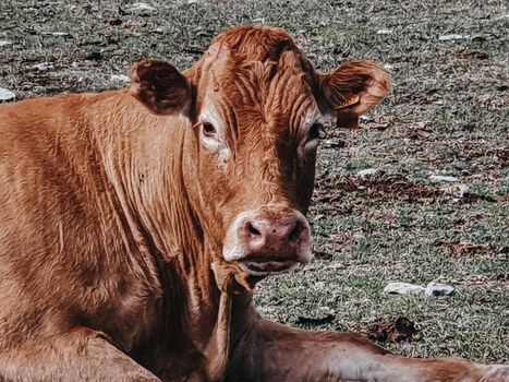 brown colored cow staring at the camera while resting