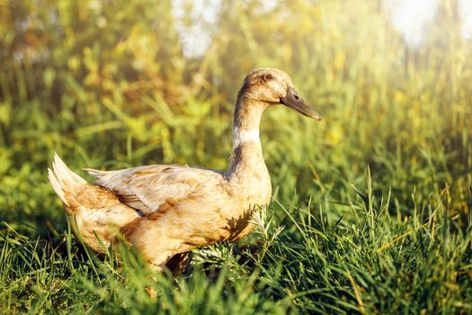 Indian Runner duck in the evening light squatted in the grass .