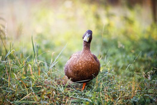 A chocolate colored duck in tall grass comes towards the camera. The bird tilt its head and shows a grimaces.