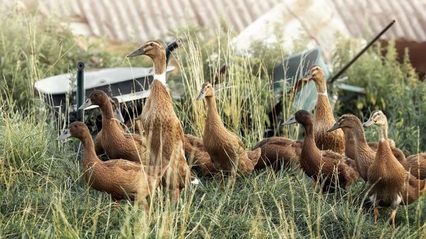 Indian runner ducks flock in front of farmhouse, two carts park in tall grass in background.