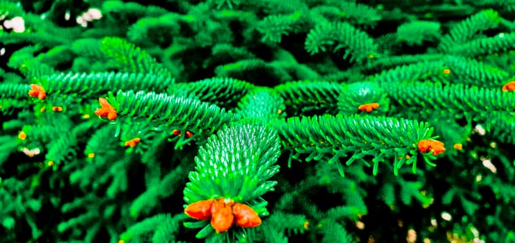 Selective shot of Spanish fir branches in the foreground