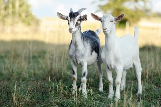 A young pair of goats, standing in a summer meadow and posing.