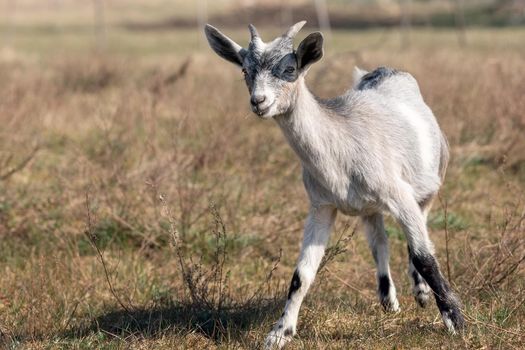 Young goatling in a dry summer meadow is ready to run. Beige goat with little horns in brown meadow background.