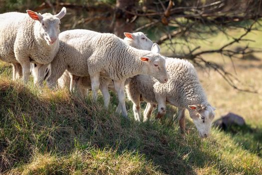 Four white sheep graze on a hill. Noon sunlight, a very hot day, and a backdrop of withered spruce tree branches.